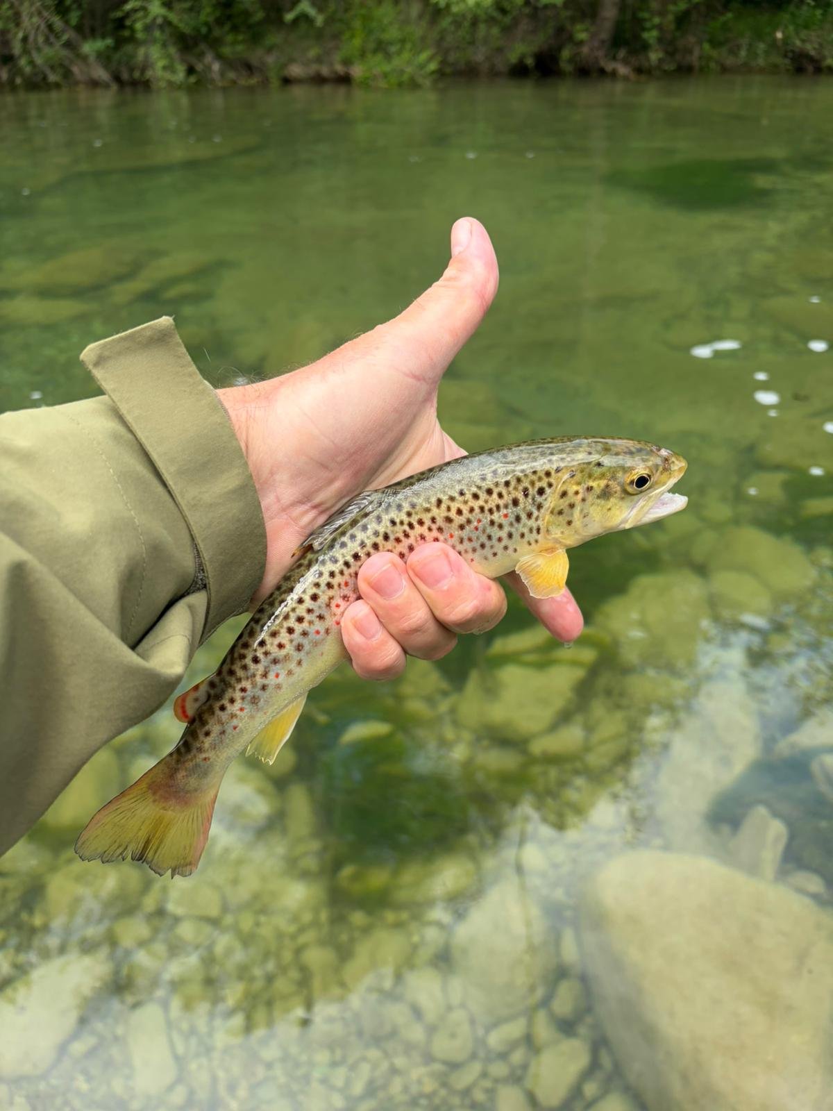 A brown trout held in hand before being released