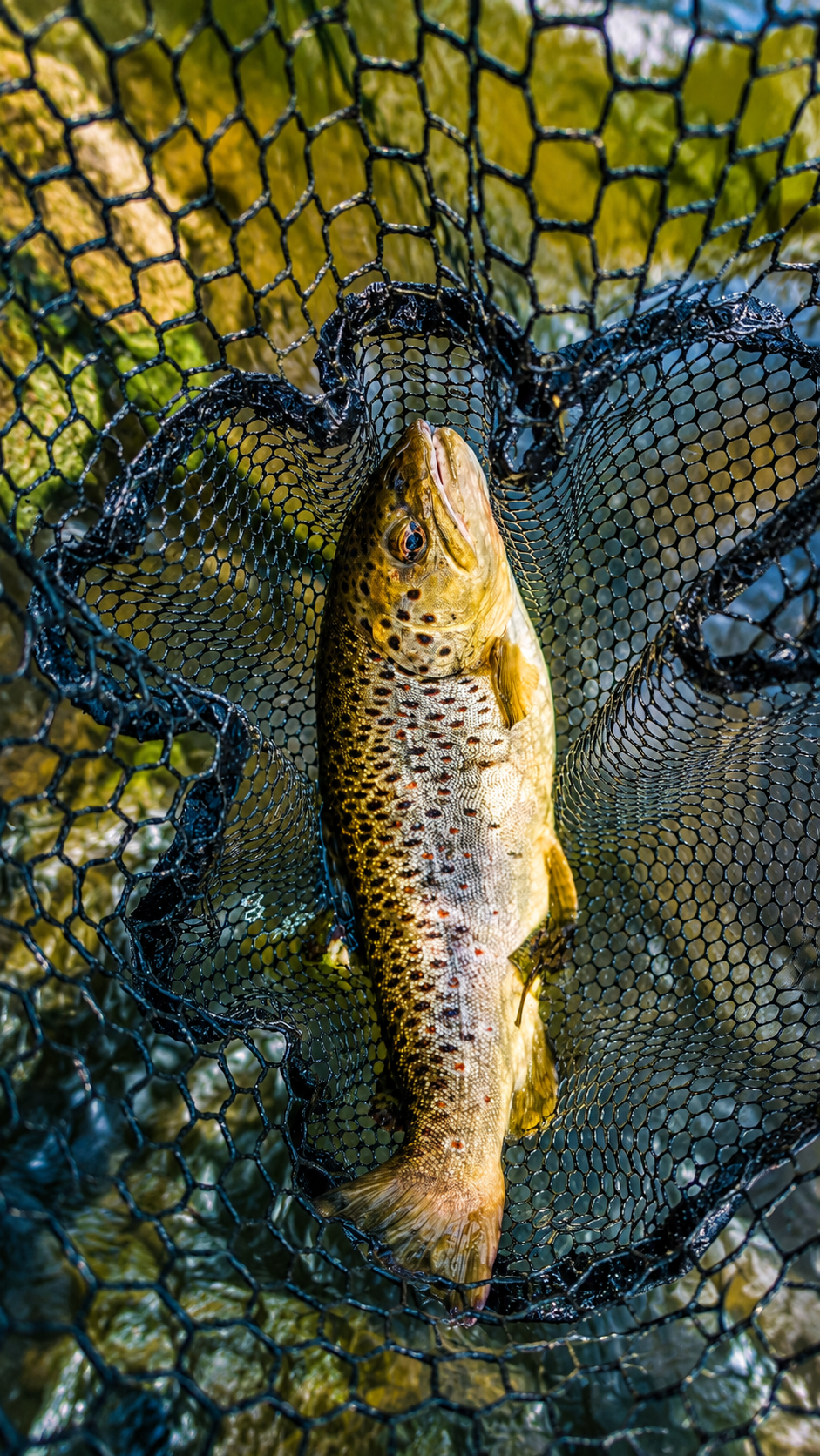 Trout in the net