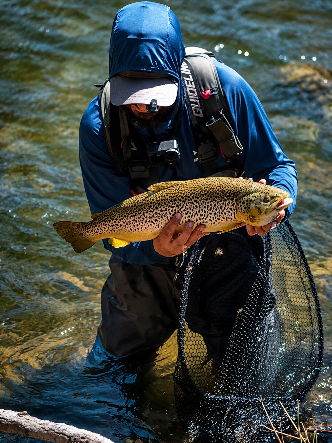 Fisherman releasing a brown trout
